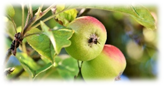 Afbeelding met fruit, filiaal, plant, appel  Automatisch gegenereerde beschrijving
